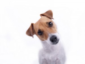 confused puppy